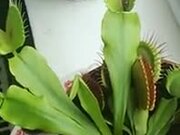 The Wonderful Venus Flytrap Plant