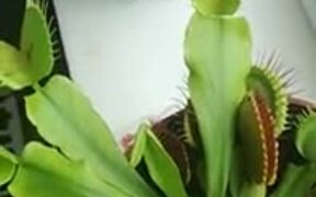 The Wonderful Venus Flytrap Plant - Fun - VIDEOTIME.COM
