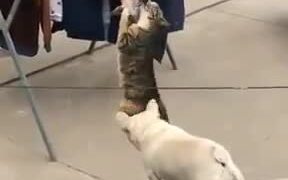 Neither Cat Nor Dog Will Quit - Animals - VIDEOTIME.COM