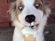 Ice-Creams Are Secondary To Dog Treats