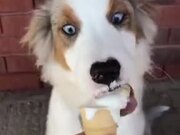 Ice-Creams Are Secondary To Dog Treats