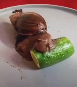 A Snail Eating Cucumber