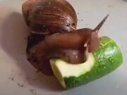 A Snail Eating Cucumber