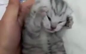 Kitten's Unhappy About Something