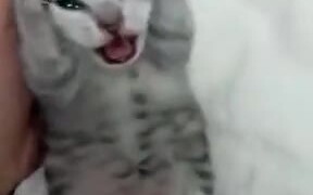 Kitten's Unhappy About Something
