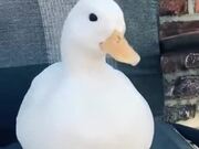 Tickling A Cute Duck