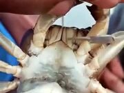 Kangaroo Crabs'
