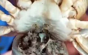 Kangaroo Crabs' - Animals - VIDEOTIME.COM