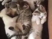 What's Better Than One Cute Kitten? Six!