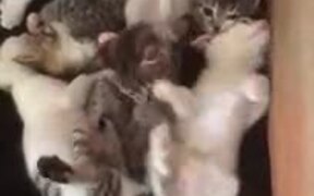 What's Better Than One Cute Kitten? Six! - Animals - VIDEOTIME.COM