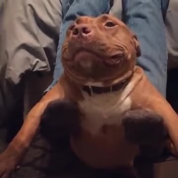 Stretchy Dog With A Nice Smile
