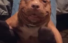 Stretchy Dog With A Nice Smile - Animals - VIDEOTIME.COM
