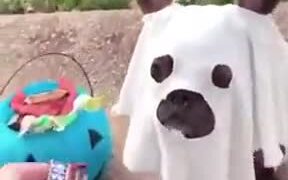 The Cutest Ghost Ever - Animals - VIDEOTIME.COM