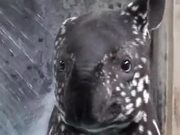 A Baby Tapir Is Adorable