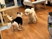 Dance Battle Between Two Dogs