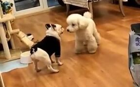 Dance Battle Between Two Dogs - Animals - VIDEOTIME.COM