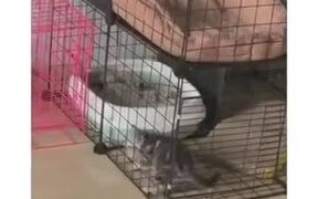 The Houdini Of Cats - Animals - VIDEOTIME.COM