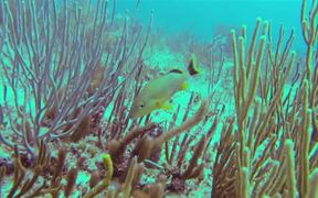 Fish in Coral Reef - Animals - VIDEOTIME.COM