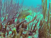 Fish in Coral Reef
