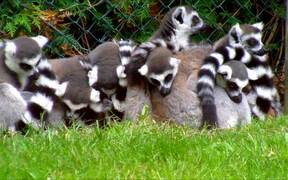 Group of Ring-Tailed Lemurs - Animals - VIDEOTIME.COM