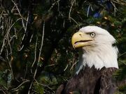 Eagle In a Tree