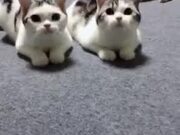 Two Cats In Sync, The Third? Nope