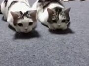 Two Cats In Sync, The Third? Nope