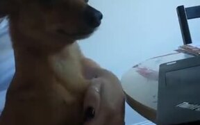 "You Can Work Later, Cuddles Come First" - Animals - VIDEOTIME.COM