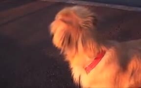 Hears Ambulance Siren, Tries Replying - Animals - VIDEOTIME.COM