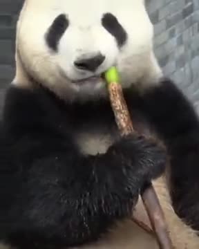 A Panda Snacking On Bamboo