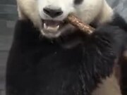 A Panda Snacking On Bamboo