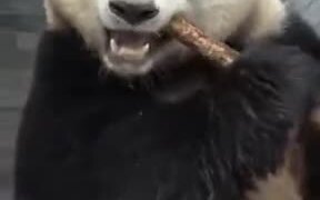 A Panda Snacking On Bamboo - Animals - VIDEOTIME.COM