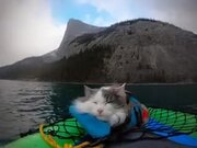 Cat Napping Away On A Paddle Boat