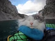Cat Napping Away On A Paddle Boat