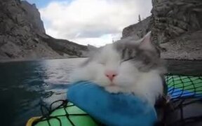 Cat Napping Away On A Paddle Boat - Animals - VIDEOTIME.COM