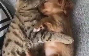 The Most Adorable Cat And Puppy - Animals - VIDEOTIME.COM