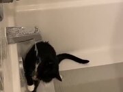 A Cat That Loves To Shower!?