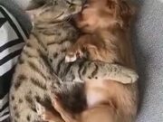 The Most Adorable Cat And Puppy