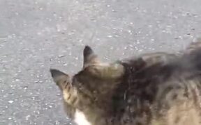 Catto Too Fatto To Roll Over - Animals - VIDEOTIME.COM