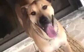 Would You Stop Wagging Your Tail For A While? - Animals - VIDEOTIME.COM