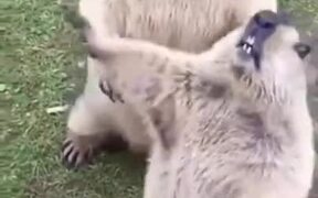 Who Gets To Eat First Among These Marmots? - Animals - VIDEOTIME.COM