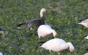 Blue Morph Snow Goose - Animals - VIDEOTIME.COM