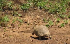 Strolling Turtle - Animals - VIDEOTIME.COM