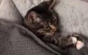 Even Catto Needs Plushie To Fall Asleep - Animals - VIDEOTIME.COM