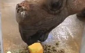 A Special Treat For Rhino On Her 33rd Birthday - Animals - VIDEOTIME.COM