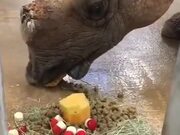 A Special Treat For Rhino On Her 33rd Birthday