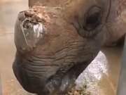 A Special Treat For Rhino On Her 33rd Birthday