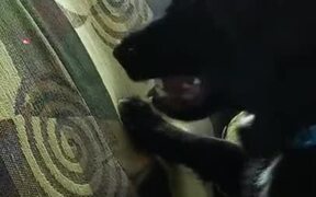Don't Get Angry When The Sofa Gets Torn Up - Animals - VIDEOTIME.COM