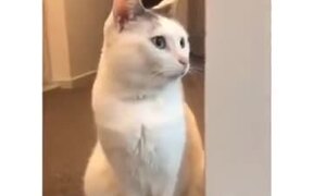 Cat Doesn't Like Heavy Music - Animals - VIDEOTIME.COM
