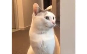 Cat Doesn't Like Heavy Music - Animals - VIDEOTIME.COM